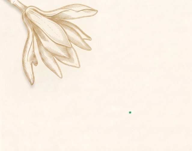 Botanical magnolia illustration